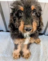 Huey, a male Bernedoodle for sale in Gilbert, AZ – Photo 4 of 6