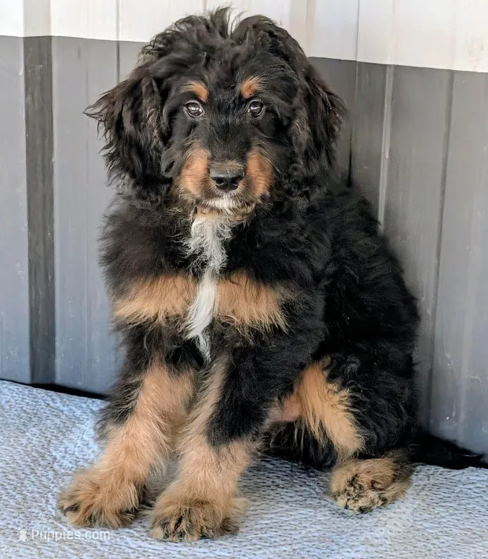 Huey – Bernedoodle puppy for sale in Gilbert, AZ