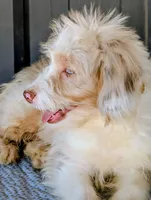 Jimmy, a male Miniature Aussiedoodle for sale in Gilbert, AZ – 5 of 7