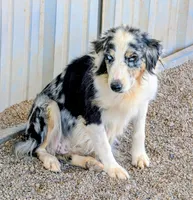 Lioness, a female Australian Shepherd for sale in Gilbert, AZ – 4 of 5