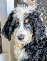 Batman - F1b Bernedoodle , a male Bernedoodle for sale in Gilbert, AZ – Photo 3 of 5