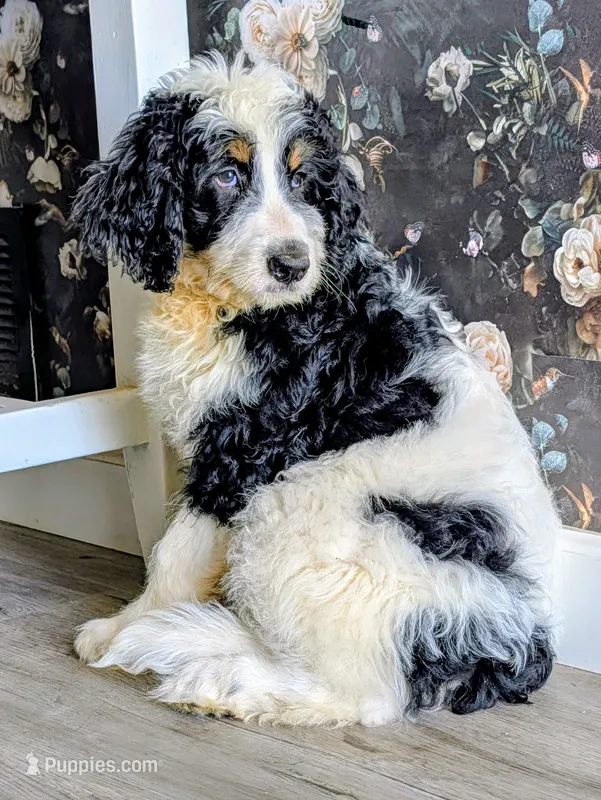 Batman - F1b Bernedoodle  – Bernedoodle puppy for sale in Gilbert, AZ