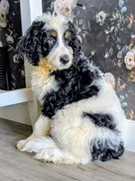 Batman - F1b Bernedoodle , a male Bernedoodle for sale in Gilbert, AZ – Photo 1 of 5