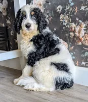 Batman - F1b Bernedoodle , a male Bernedoodle for sale in Gilbert, AZ – Photo 2 of 5