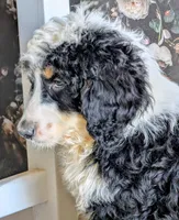 Batman - F1b Bernedoodle , a male Bernedoodle for sale in Gilbert, AZ – Photo 4 of 5