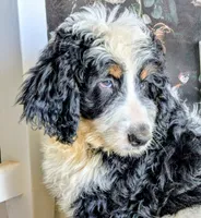 Batman - F1b Bernedoodle , a male Bernedoodle for sale in Gilbert, AZ – Photo 5 of 5