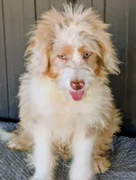Jimmy, a male Miniature Aussiedoodle for sale in Gilbert, AZ – 4 of 7