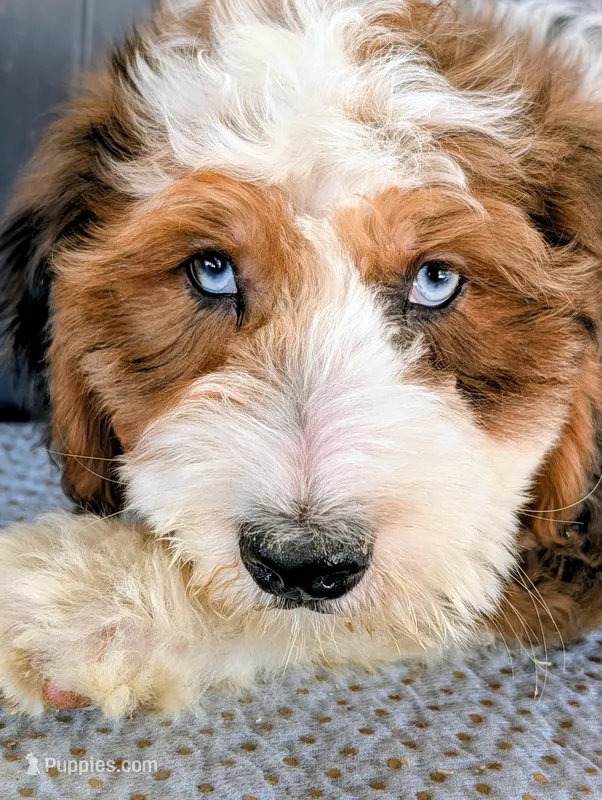 Aaron – Bernedoodle puppy for sale in Gilbert, AZ
