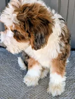 Aaron, a male Bernedoodle for sale in Gilbert, AZ – Photo 3 of 5