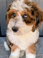 Aaron, a male Bernedoodle for sale in Gilbert, AZ – Photo 2 of 5