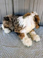 Aaron, a male Bernedoodle for sale in Gilbert, AZ – Photo 5 of 5