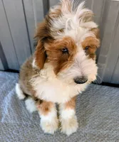Aaron, a male Bernedoodle for sale in Gilbert, AZ – Photo 4 of 5