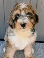 Sammy , a male Bernedoodle for sale in Gilbert, AZ – Photo 2 of 6