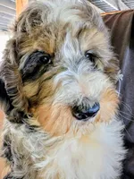 Sammy , a male Bernedoodle for sale in Gilbert, AZ – Photo 6 of 6