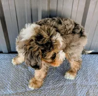 Sammy , a male Bernedoodle for sale in Gilbert, AZ – Photo 5 of 6