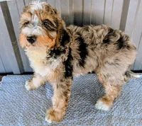 Sammy , a male Bernedoodle for sale in Gilbert, AZ – Photo 3 of 6