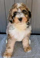 Sammy , a male Bernedoodle for sale in Gilbert, AZ – Photo 4 of 6