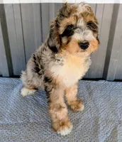 Sammy , a male Bernedoodle for sale in Gilbert, AZ – Photo 1 of 6