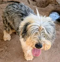 Old English Sheepdogs , a female Old English Sheepdog for sale in Gilbert, AZ – 5 of 10