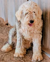 Old English Sheepdogs , a female Old English Sheepdog for sale in Gilbert, AZ – 4 of 10