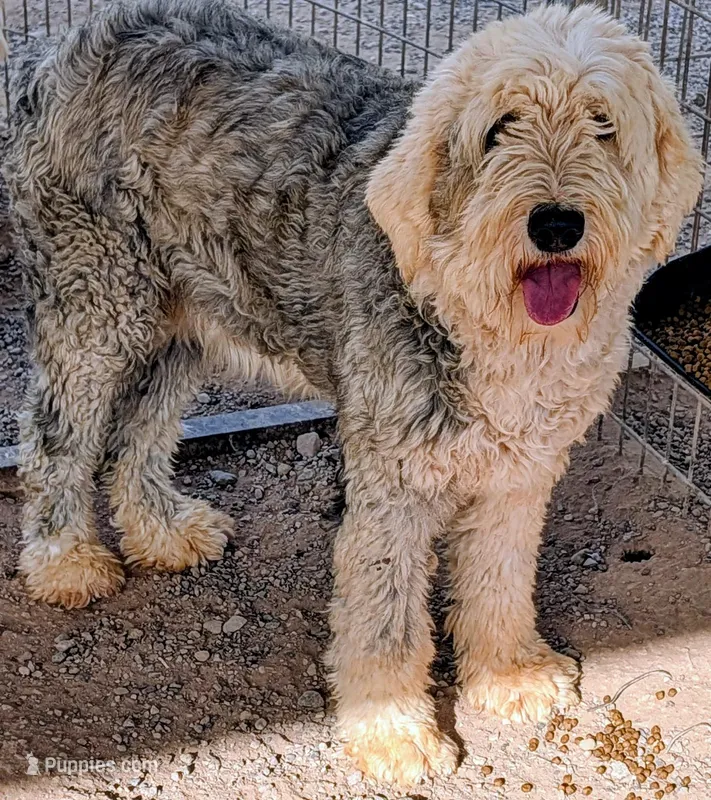 Old English Sheepdogs  – Old English Sheepdog puppy for sale in Gilbert, AZ