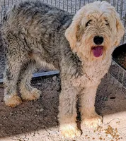 Old English Sheepdogs , a female Old English Sheepdog for sale in Gilbert, AZ – 1 of 10