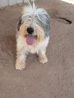 Old English Sheepdogs , a female Old English Sheepdog for sale in Gilbert, AZ – 10 of 10