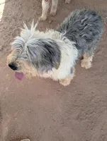 Old English Sheepdogs , a female Old English Sheepdog for sale in Gilbert, AZ – 9 of 10