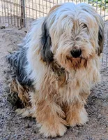 Old English Sheepdogs , a female Old English Sheepdog for sale in Gilbert, AZ – 3 of 10
