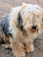 Old English Sheepdogs , a female Old English Sheepdog for sale in Gilbert, AZ – 8 of 10