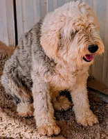 Old English Sheepdogs , a female Old English Sheepdog for sale in Gilbert, AZ – 2 of 10