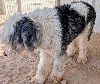 Old English Sheepdogs , a female Old English Sheepdog for sale in Gilbert, AZ – 6 of 10