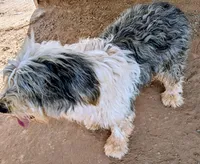 Old English Sheepdogs , a female Old English Sheepdog for sale in Gilbert, AZ – 7 of 10