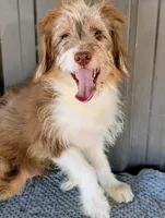 Johnny, a male Miniature Aussiedoodle for sale in Gilbert, AZ – 4 of 7