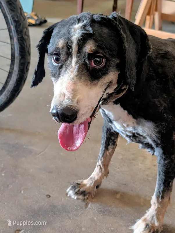 Dexter – Miniature Bernedoodle puppy for sale in Gilbert, AZ
