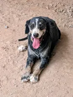 Dexter, a male Miniature Bernedoodle for sale in Gilbert, AZ – 2 of 4