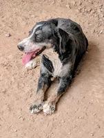 Dexter, a male Miniature Bernedoodle for sale in Gilbert, AZ – 3 of 4