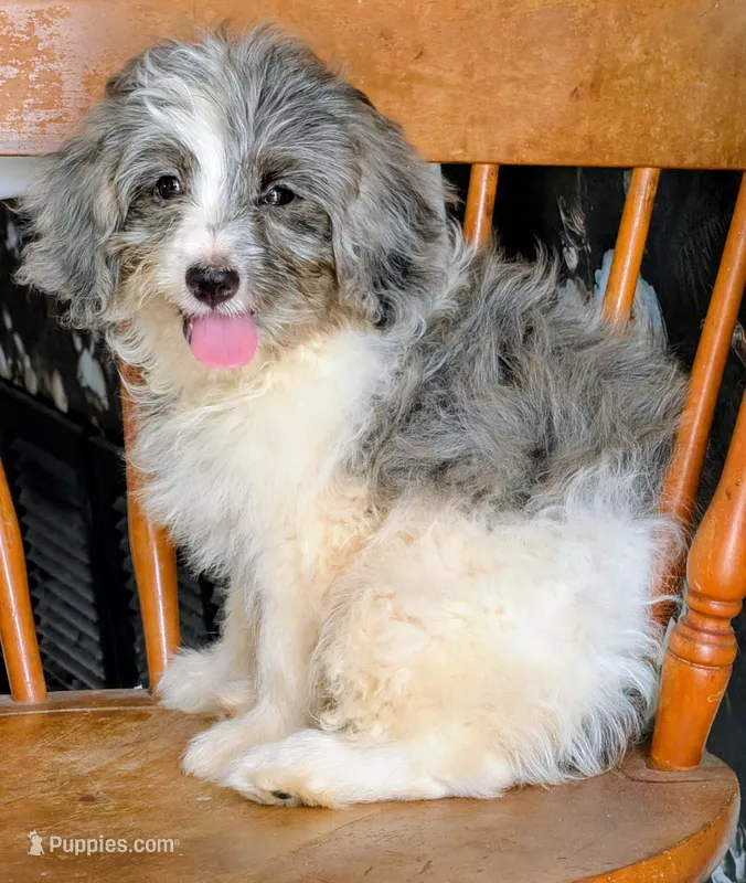 Lizzy – Miniature Bernedoodle puppy for sale in Gilbert, AZ