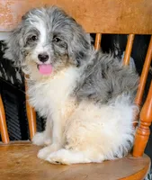 Lizzy, a female Miniature Bernedoodle for sale in Gilbert, AZ – 1 of 5