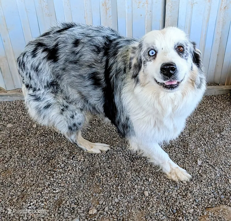 Lioness – Australian Shepherd puppy for sale in Gilbert, AZ