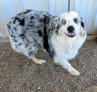 Lioness, a female Australian Shepherd for sale in Gilbert, AZ – 1 of 5