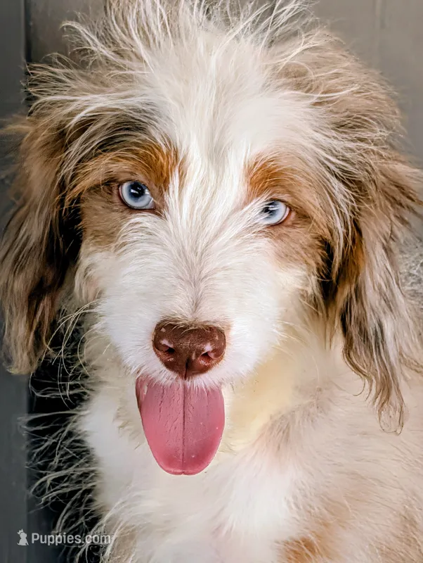 Jesse – Miniature Aussiedoodle puppy for sale in Gilbert, AZ