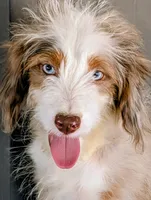 Jesse, a male Miniature Aussiedoodle for sale in Gilbert, AZ – 1 of 5