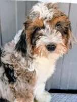 Queen, a female Bernedoodle for sale in Gilbert, AZ – Photo 7 of 7