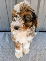 Queen, a female Bernedoodle for sale in Gilbert, AZ – Photo 2 of 7