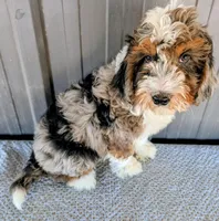Queen, a female Bernedoodle for sale in Gilbert, AZ – Photo 6 of 7