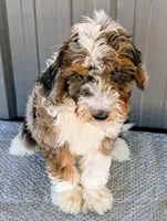 Queen, a female Bernedoodle for sale in Gilbert, AZ – Photo 4 of 7