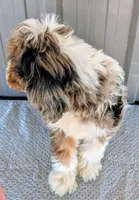 Queen, a female Bernedoodle for sale in Gilbert, AZ – Photo 3 of 7