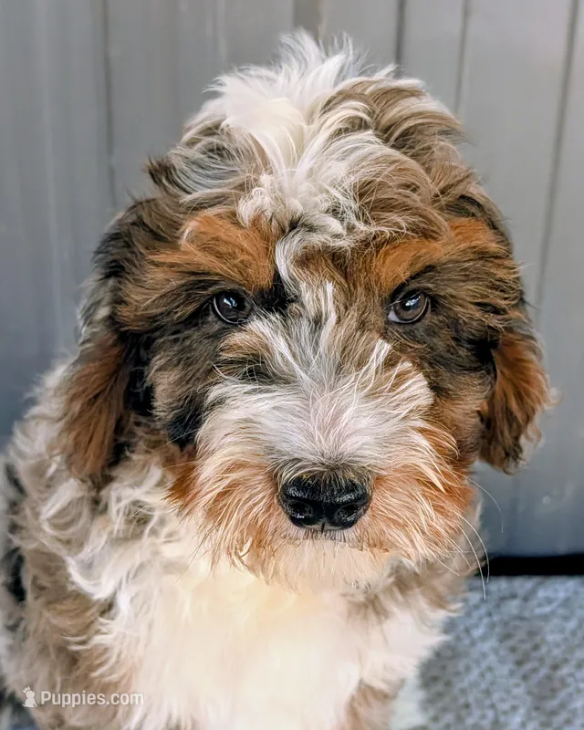 Queen – Bernedoodle puppy for sale in Gilbert, AZ