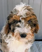 Queen, a female Bernedoodle for sale in Gilbert, AZ – Photo 1 of 7
